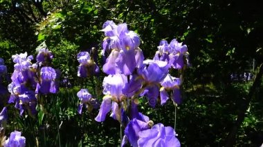 Rüzgar (iris germanica Alman Iris Menekşe çiçek)