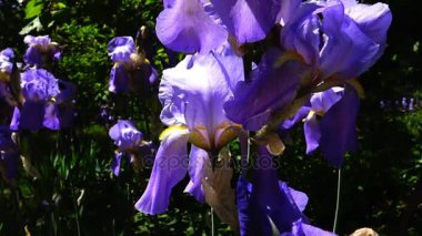 Rüzgar (iris germanica Alman Iris Menekşe çiçek)