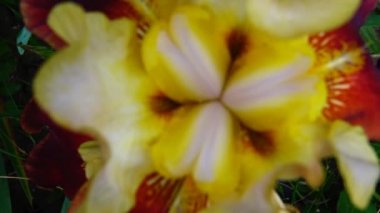 (iris germanica) çiçek bitki sığ görüntüleri