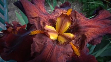 (iris germanica) çiçek bitki sığ görüntüleri