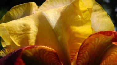 (iris germanica) çiçek bitki sığ görüntüleri