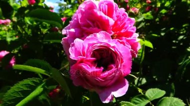 Rosa odorata cins Rosa Yunnan güneybatı Çin'e bir üyesidir