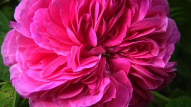 Rosa odorata cins Rosa Yunnan karışık olan taksonomi güneybatı Çin'e bir üyesidir