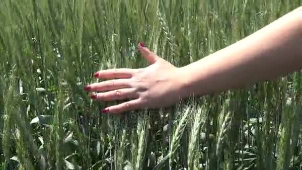 Primer plano de la mano de la mujer corriendo a través del campo de trigo — Vídeo de stock