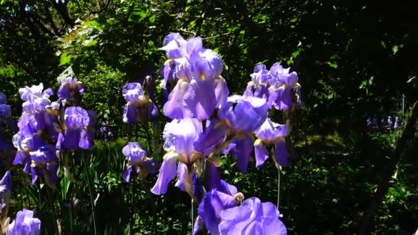 Duitse iris violet bloem op de wind (iris germanica) — Stockvideo
