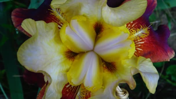 (iris germanica) flor planta poco profundo material de archivo — Vídeo de stock