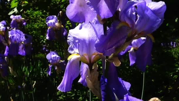 Niemiecki irys fioletowy kwiat na wiatr (Kosaciec bródkowy) — Wideo stockowe