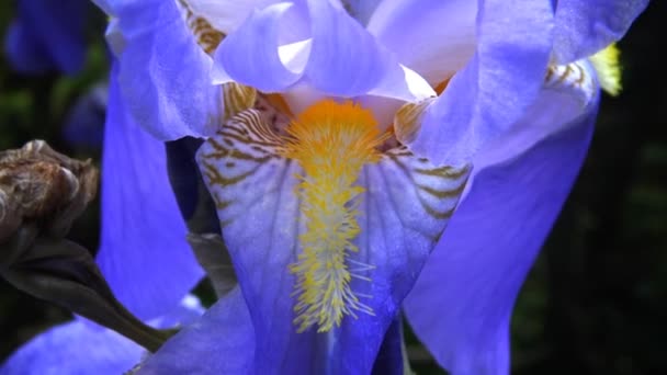 Duitse iris violet bloem op de wind (iris germanica) — Stockvideo