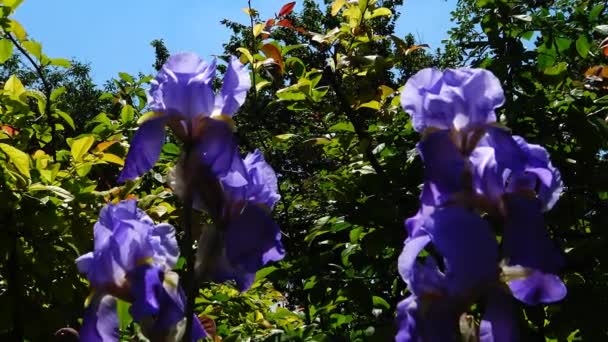 Duitse iris violet bloem op de wind (iris germanica) — Stockvideo