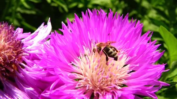 La abeja recoge miel en una flor púrpura — Vídeo de stock