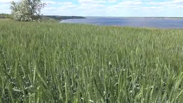 Olas de campo de trigo — Vídeo de stock