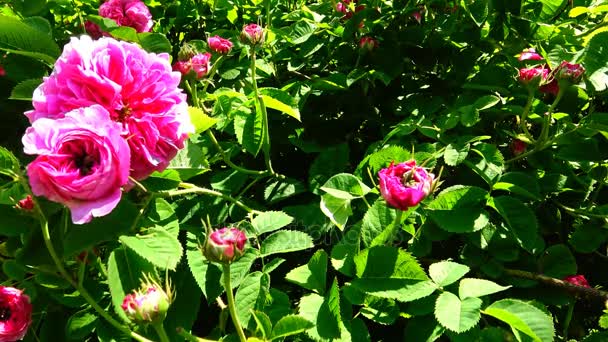 Rosa odorata gehört zur Gattung rosa, die in Yunnan im Südwesten Chinas beheimatet ist und deren Taxonomie verwirrt wurde — Stockvideo