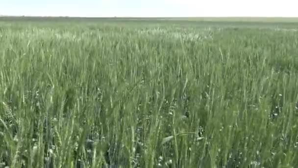 Vagues de champ de blé 