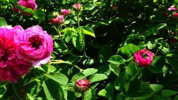 Rosa odorata gehört zur Gattung rosa, die in Yunnan im Südwesten Chinas beheimatet ist und deren Taxonomie verwirrt wurde — Stockvideo
