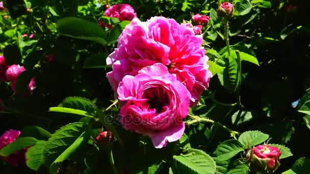 Rosa odorata gehört zur Gattung rosa, die in Yunnan im Südwesten Chinas beheimatet ist und deren Taxonomie verwirrt wurde — Stockvideo