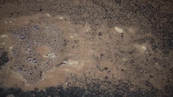 Мертвые креветки Артека, у берега, скалы на волнах — стоковое видео