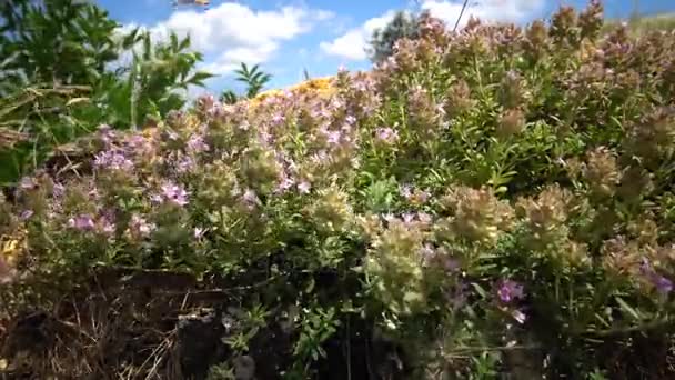 Breckland άγριο θυμάρι, άγριο θυμάρι, υφέρπουσα θυμάρι ή διαβολάκι θυμάρι, είναι ένα είδος ανθοφόρων φυτών της οικογένειας μέντας, Lamiaceae — Αρχείο Βίντεο