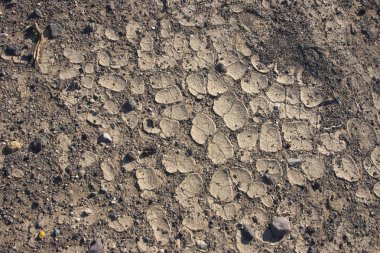 California, ölüm Vadisi Milli Parkı, çamur Dunes