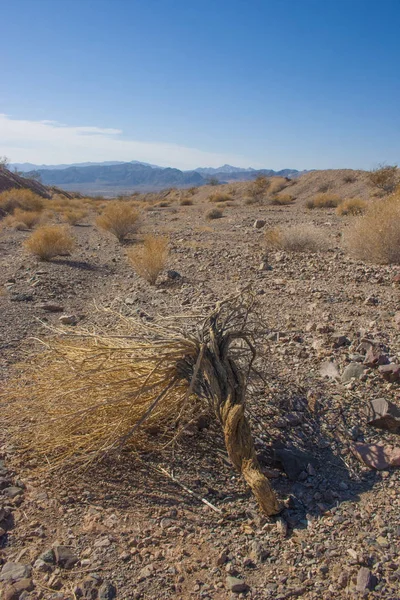 Kalifornia, Death Valley Nemzeti Park, száraz fa — Stock Fotó