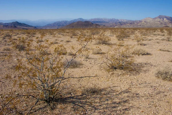 Stany Zjednoczone, Kalifornia, Park Narodowy doliny śmierci, pustynia roślinność — Zdjęcie stockowe