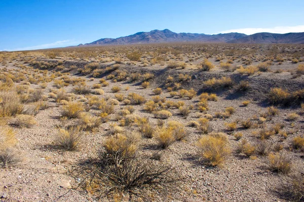 Stany Zjednoczone, Kalifornia, Park Narodowy doliny śmierci, pustynia roślinność — Zdjęcie stockowe