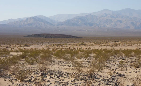 США, Каліфорнія, Долина смерті Національний парк, пустеля рослинність — стокове фото