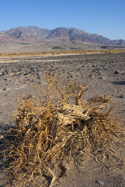 Kalifornia, Death Valley Nemzeti Park, száraz fa — Stock Fotó