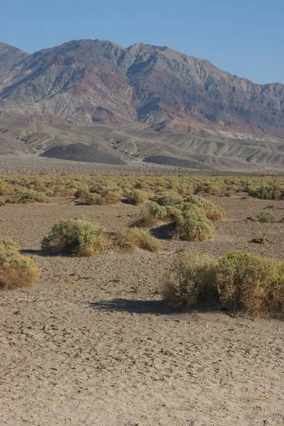 Californie, Parc national de la Vallée de la Mort, Végétation désertique — Photo