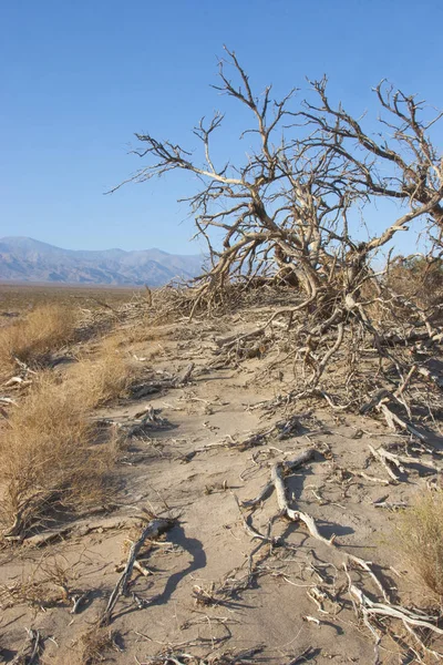 Καλιφόρνια Κοιλάδα του θανάτου στο εθνικό πάρκο, ξηρή δέντρο — Φωτογραφία Αρχείου
