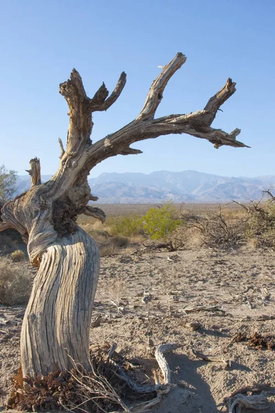 ölü cottonwood ağaç Death Valley Cal kumulları yakınındaki kumda