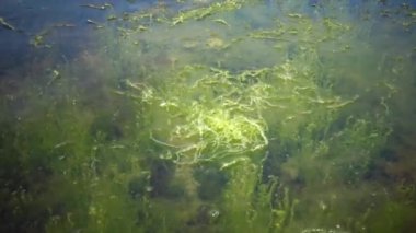 Çalılıkları Enteromorpha yeşil yosun kıyıya yakın.