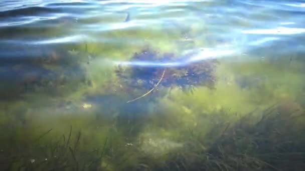 Plantas individuales cerca de la orilla de la alga marrón Cystoseira . — Vídeo de stock