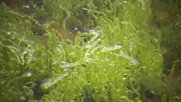 Het kreupelhout in de buurt van de kust van het groene zeewier van Enteromorpha. — Stockvideo