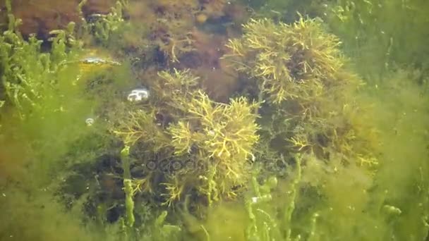 Pojedyncze rośliny, w pobliżu brzegu alga brązowa Cystoseira. — Wideo stockowe