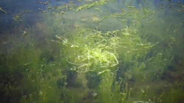 Snår nära stranden av gröna alger av Enteromorpha. — Stockvideo