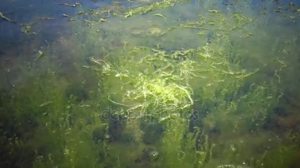 Het kreupelhout in de buurt van de kust van het groene zeewier van Enteromorpha. — Stockvideo