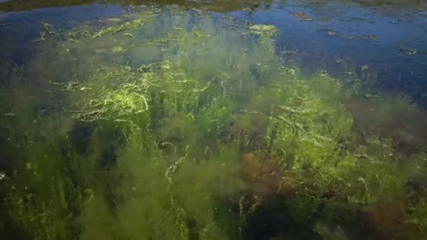 Het kreupelhout in de buurt van de kust van het groene zeewier van Enteromorpha. — Stockvideo