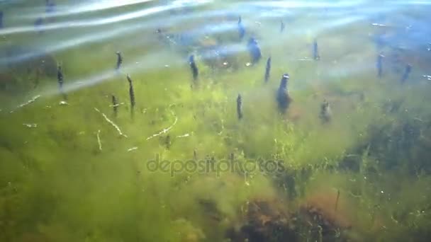 Das Dickicht in Ufernähe der grünen Algen der Enteromorpha. — Stockvideo