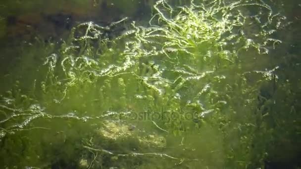 Het kreupelhout in de buurt van de kust van het groene zeewier van Enteromorpha. — Stockvideo