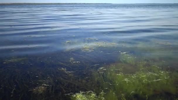 Das Dickicht in Küstennähe einer Algenblütenpflanze von Zostera und Algen von Enteromorpha. — Stockvideo