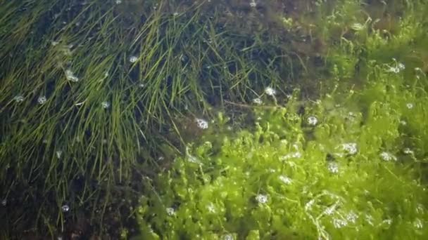 Les fourrés près du rivage d'une plante à fleurs d'algues de Zostera et d'algues d'Enteromorpha . — Video