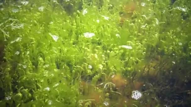 As moitas perto da costa da alga verde de Enteromorpha . — Vídeo de Stock