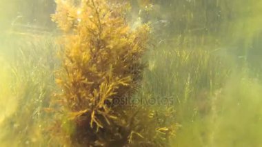 Liman içinde sığ derinlikte kahverengi yosun cystoseira. 