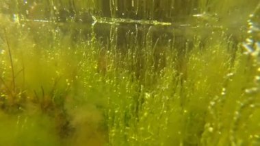 Liman içinde sığ derinlikte yeşil algler (Enteromorpha). 