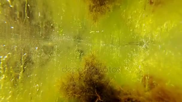 Liman içinde sığ derinlikte kahverengi yosun cystoseira. — Stok video