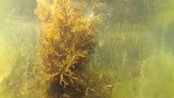 Alga marrón Cystoseira a poca profundidad en el liman . — Vídeo de stock