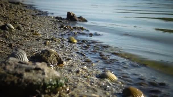 Kräftor Gammarus på kanten av stranden vid vattnet i mynningen. — Stockvideo