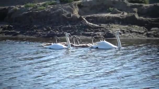 Male and female swans with small swans — Stock Video