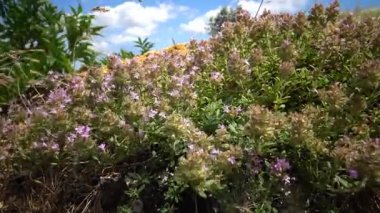 Thymus serpyllum, Breckland kekik ortak adlarıyla bilinen