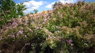 Thymus serpyllum, Breckland kekik ortak adlarıyla bilinen